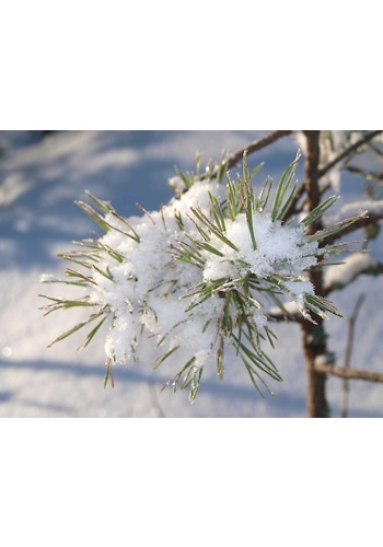 Cinnamon and Spruce wax melt