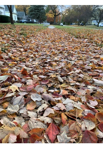 Fallen Leaves tin