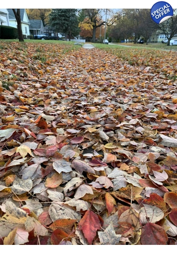Fallen Leaves wax melt