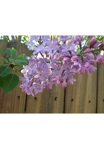 Lilac tin