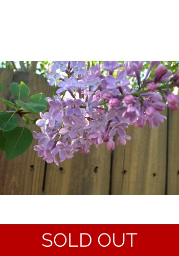 Lilac tin