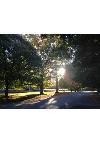 Washington Park tin