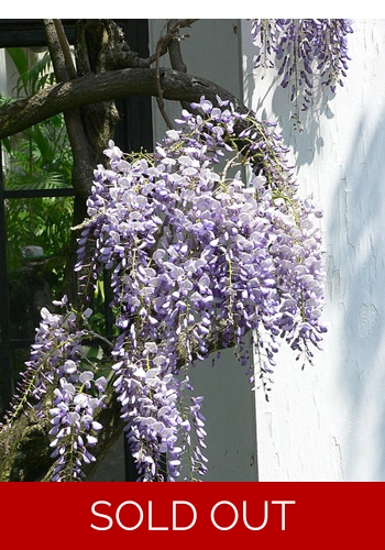Wisteria tin