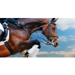 Riaflex Equine Complete HA