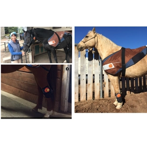 Bemer Horse Set (Veterinary Line)