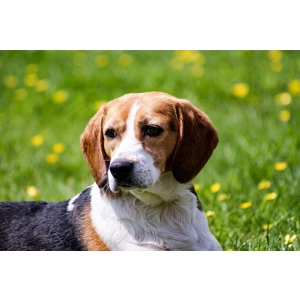 Free Range Turkey with Pork 12kg