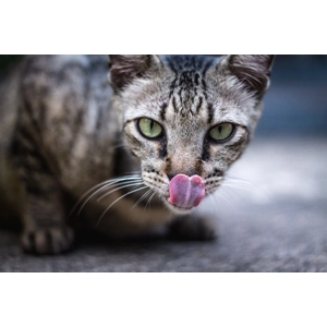 5kg Chicken with Tuna and Salmon