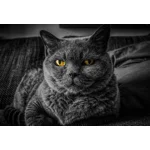 SKIN,  COAT & HAIRBALL CARE 5kg