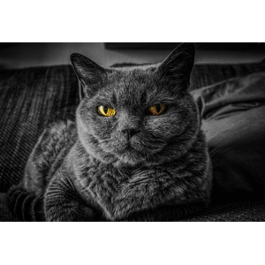 SKIN,  COAT & HAIRBALL CARE 5kg