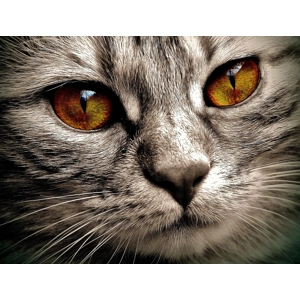 5kg White Fish with Herring Caviar