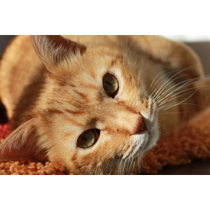 5kg Salmon with white fish