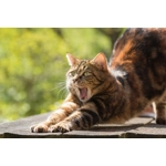 5kg Turkey and chicken