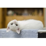 5kg Turkey and chicken (Kitten)