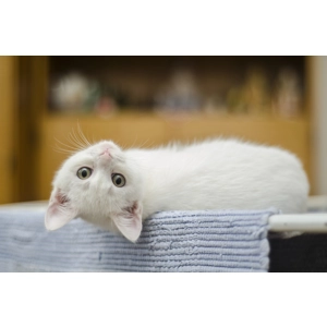 5kg Turkey and chicken (Kitten)