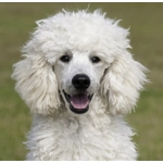 British Free-Range Chicken 12kg