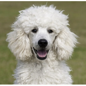 British Free-Range Chicken 6kg