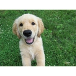 6kg Free Range Turkey Puppy