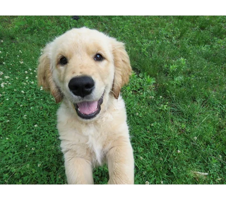 6kg Free Range Turkey Puppy