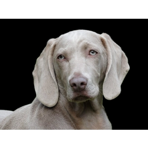 Italian Buffalo with Lamb and Beef 12kg