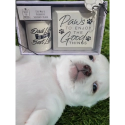Best of Breed 12 oz Mug and Sentiment Block Gift Set in Pink Box