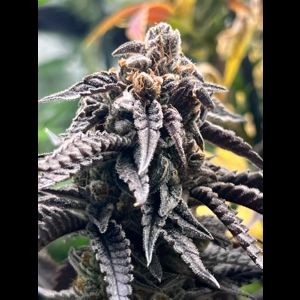 Sapphire Blue Feminized