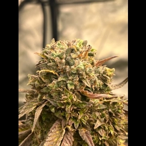 Purple Marshmallows Feminized