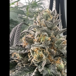 Lagoon Scout Feminized