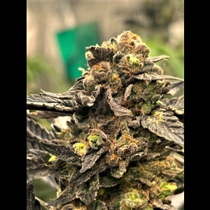 Banana Lime Sherbert Feminized