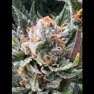 Larry Bananas Feminized