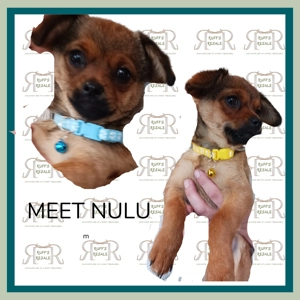 Small Pet Collars