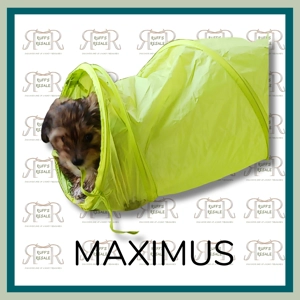 Green tunnel for pets