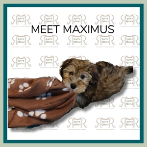 Brown Pet Blanket