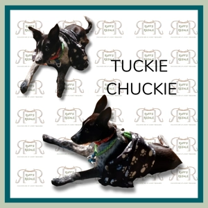 Black Pet Blanket