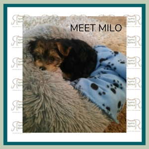 Blue Pet Blanket