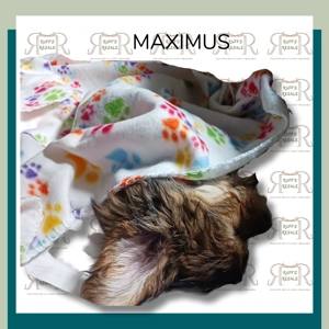 Multicolor Pet Blanket