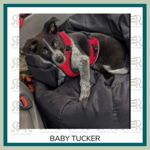 Red and Black Harness