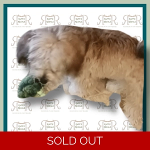 Broccoli Shaped Pet Squeaky toy