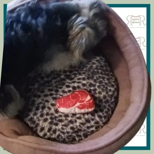 Steak Shaped Pet Squeaky Toy
