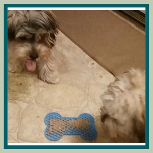 Blue Bone Lickem Toy