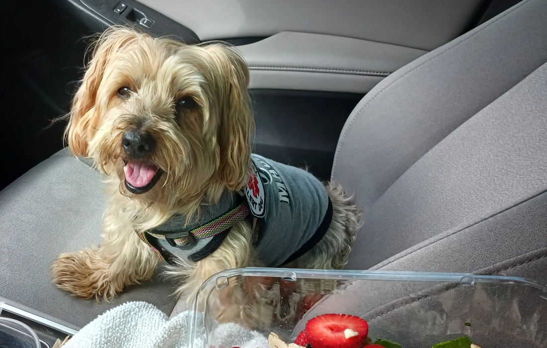 CHECK OUT THE DOG CLOTHES AT RUFF'S RESALE