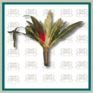 Foe Tropical Plants