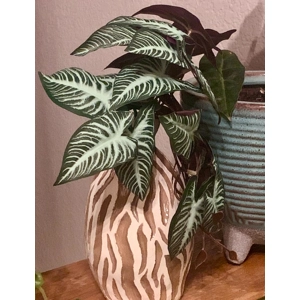 Faux Mini Plant - Alocasia
