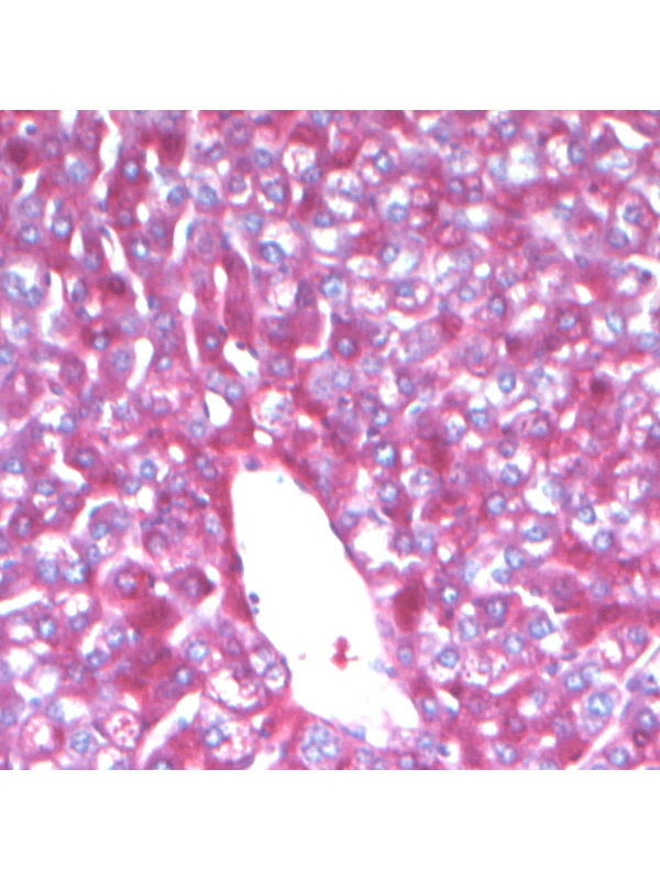 500ml Carmine Acetic