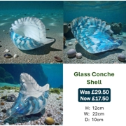 Large Glass Conche Shell
