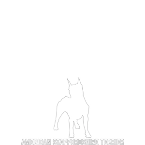 American Staffordshire Terrier