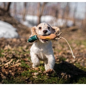 Dokken Puppy Pheasant