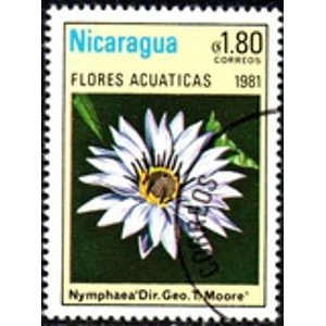 1981     1.8 cordoba