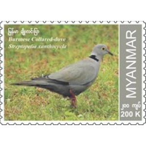 2023 Myanmar 200 K used
