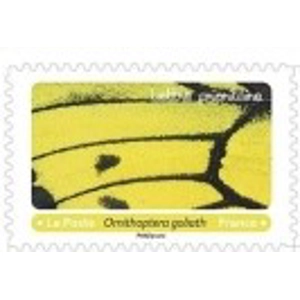 2020 Butterflies  used