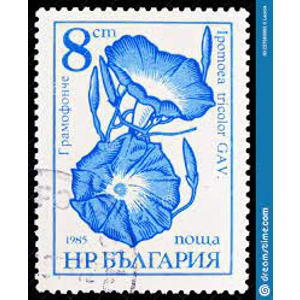 Bulgaria     1985     8 st